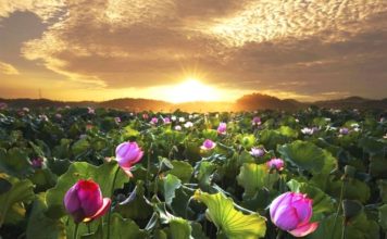 Thiện niệm là phong thủy tốt nhất cho cuộc đời bạn Thiện niệm là phong thủy tốt nhất cho cuộc đời bạn